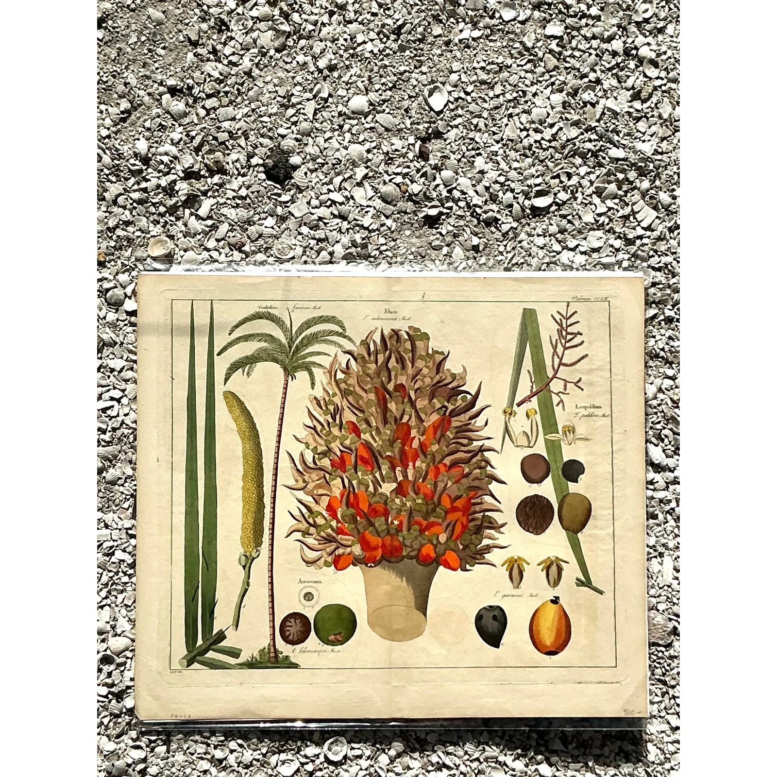 Vintage Boho Botanical Engraving — additional photo 3