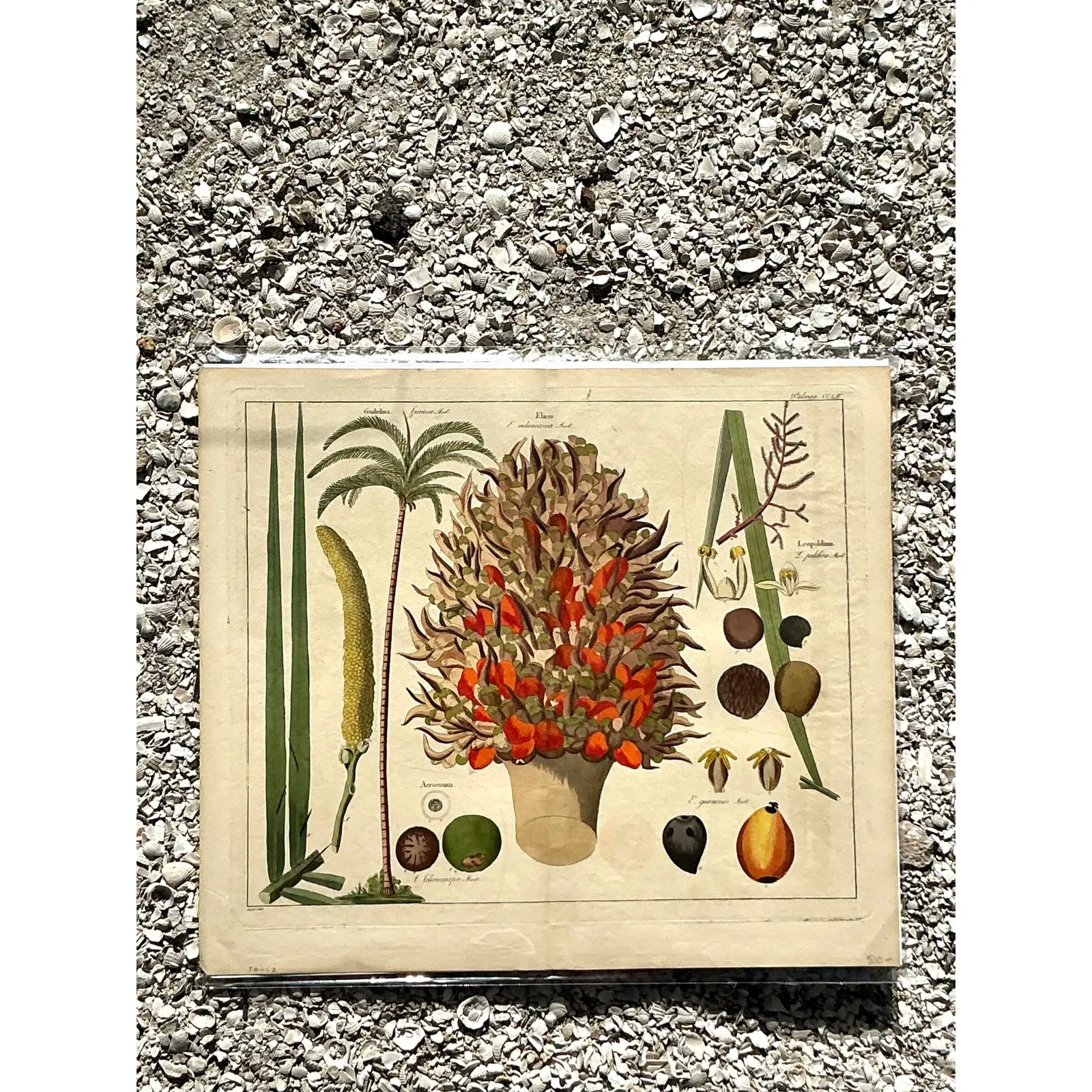Vintage Boho Botanical Engraving — additional photo 4