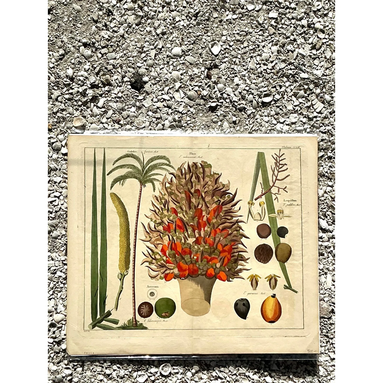 Vintage Boho Botanical Engraving — additional photo 6