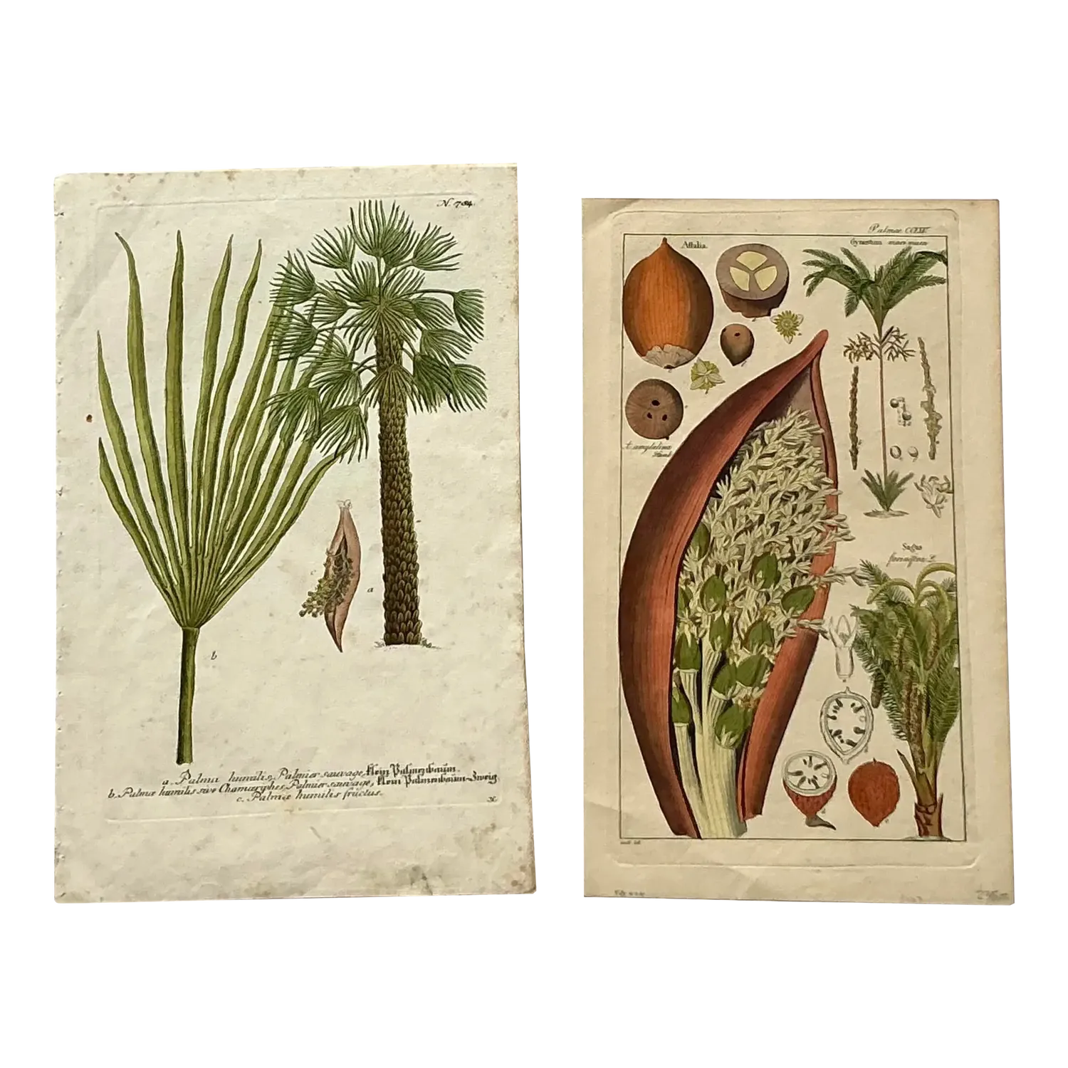 Vintage Boho Botanical Engravings - Set of 2 - Paper, 10W x 15.5H — additional photo 2