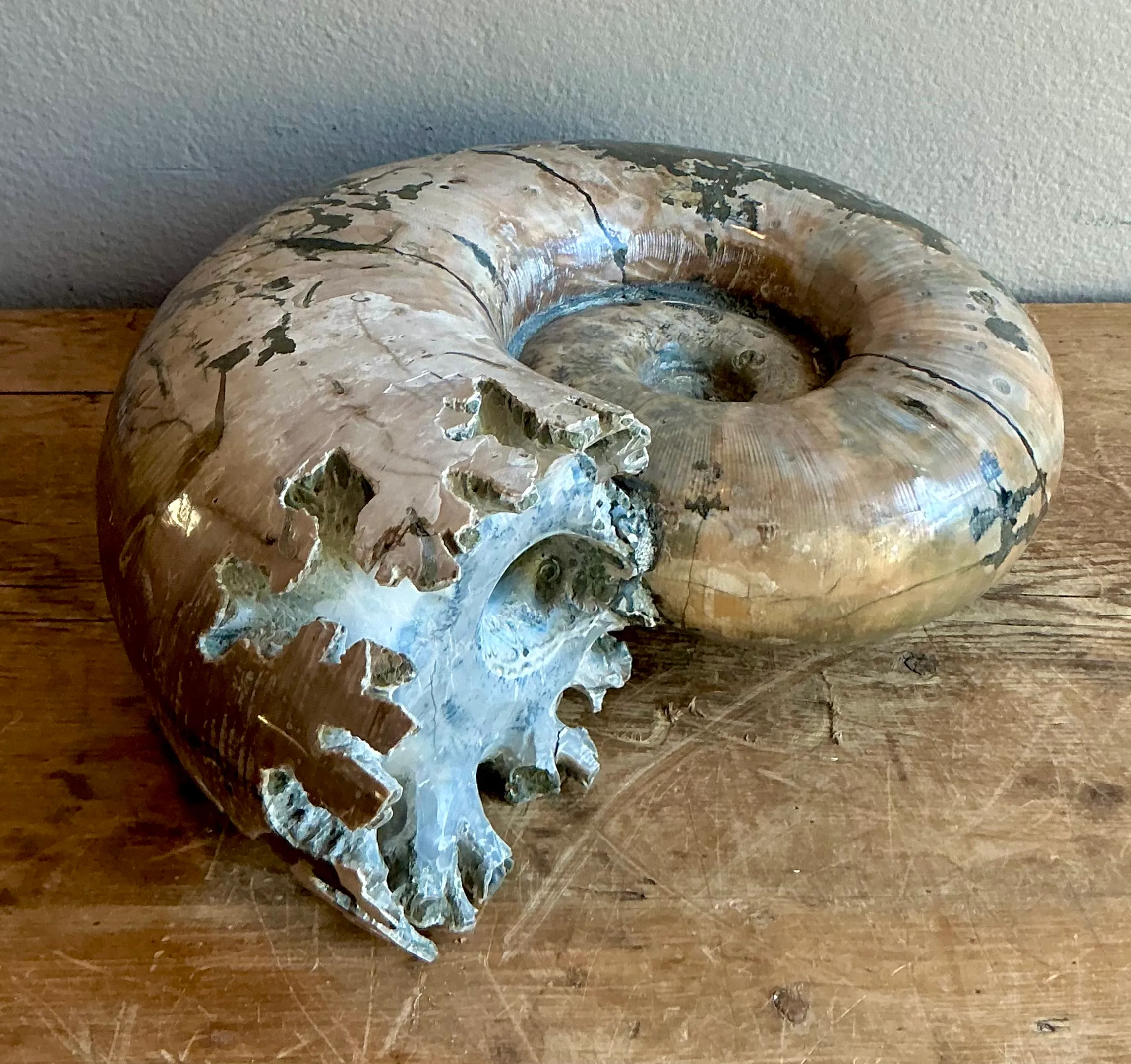 Vintage Boho Extra Large Ammonite Specimen — additional photo 4