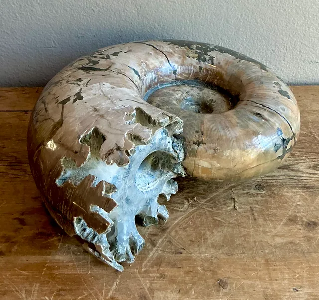 Vintage Boho Extra Large Ammonite Specimen — additional photo 4