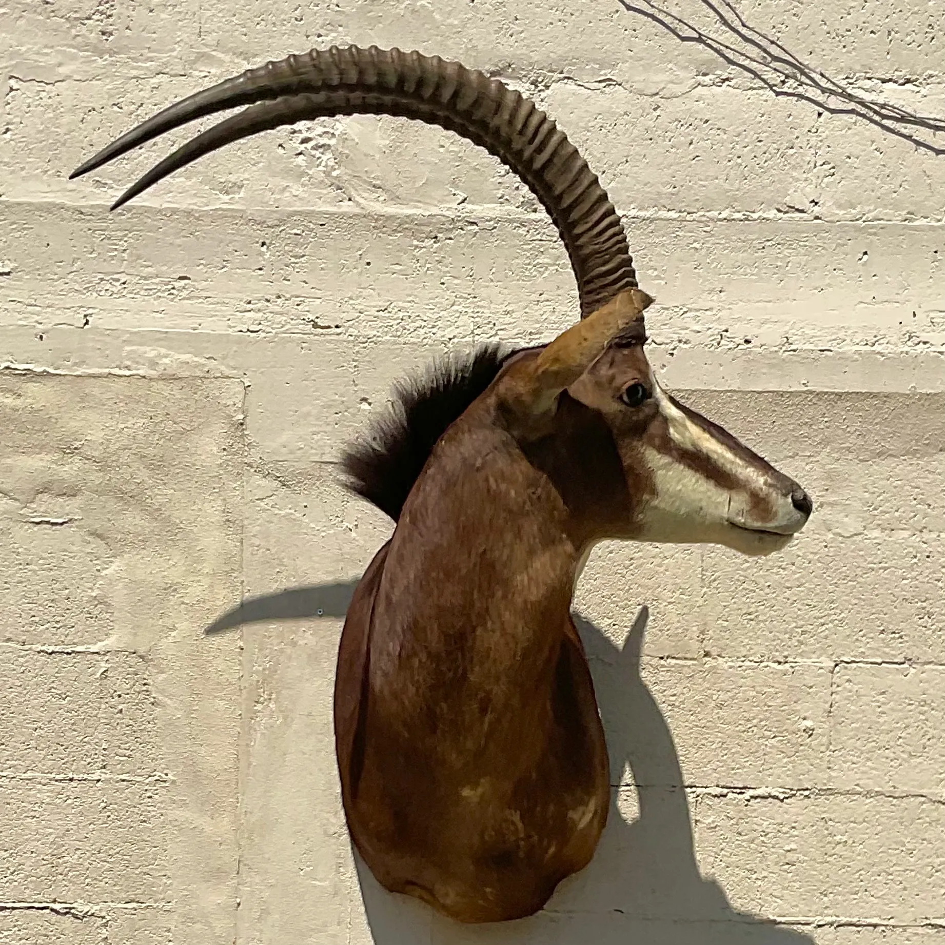 Vintage Boho Taxidermy Wall Mount — additional photo 1