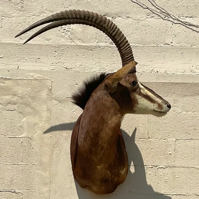 Vintage Boho Taxidermy Wall Mount — additional photo 1