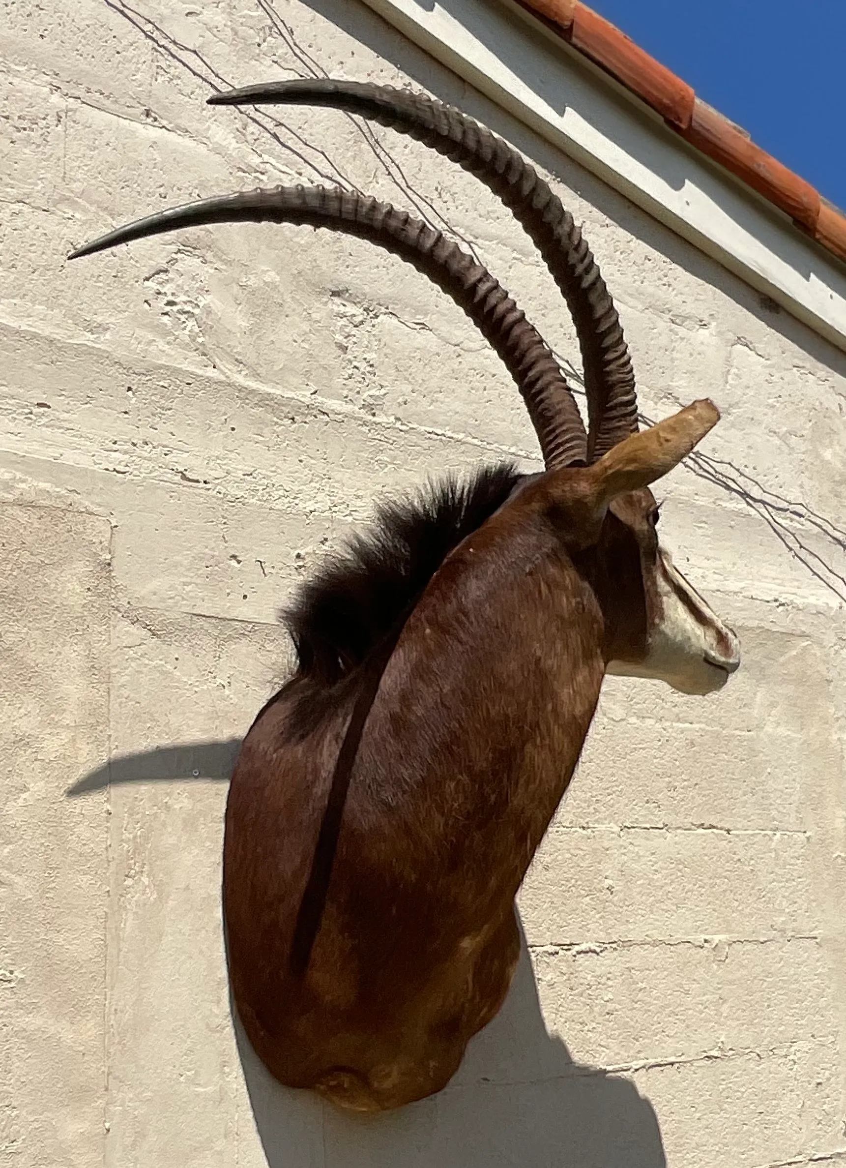 Vintage Boho Taxidermy Wall Mount — additional photo 2