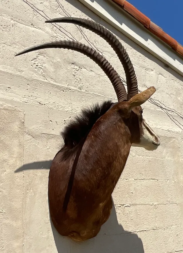 Vintage Boho Taxidermy Wall Mount — additional photo 2