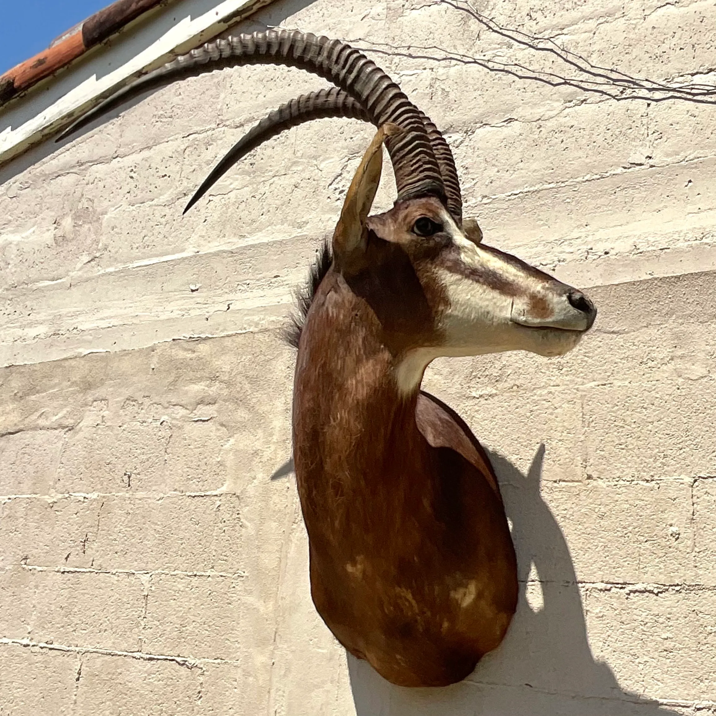 Vintage Boho Taxidermy Wall Mount — additional photo 4