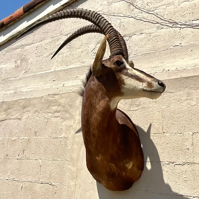 Vintage Boho Taxidermy Wall Mount — additional photo 4