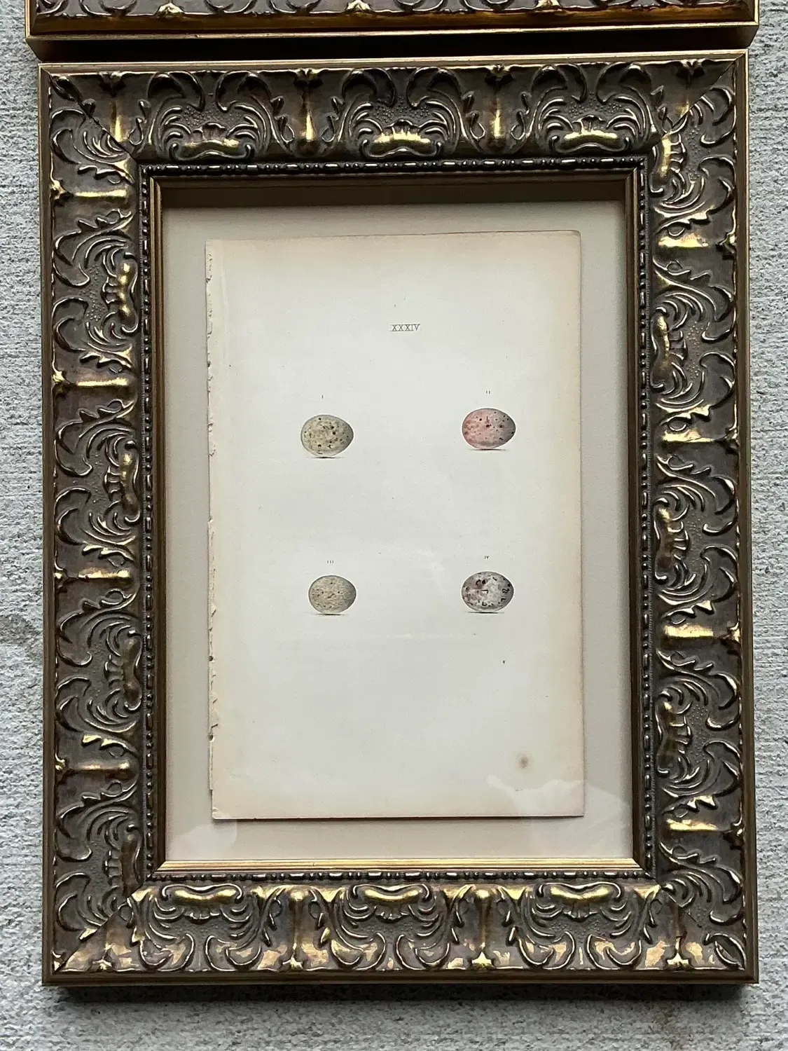 Vintage Book Prints of Eggs - Set of 3 — additional photo 2
