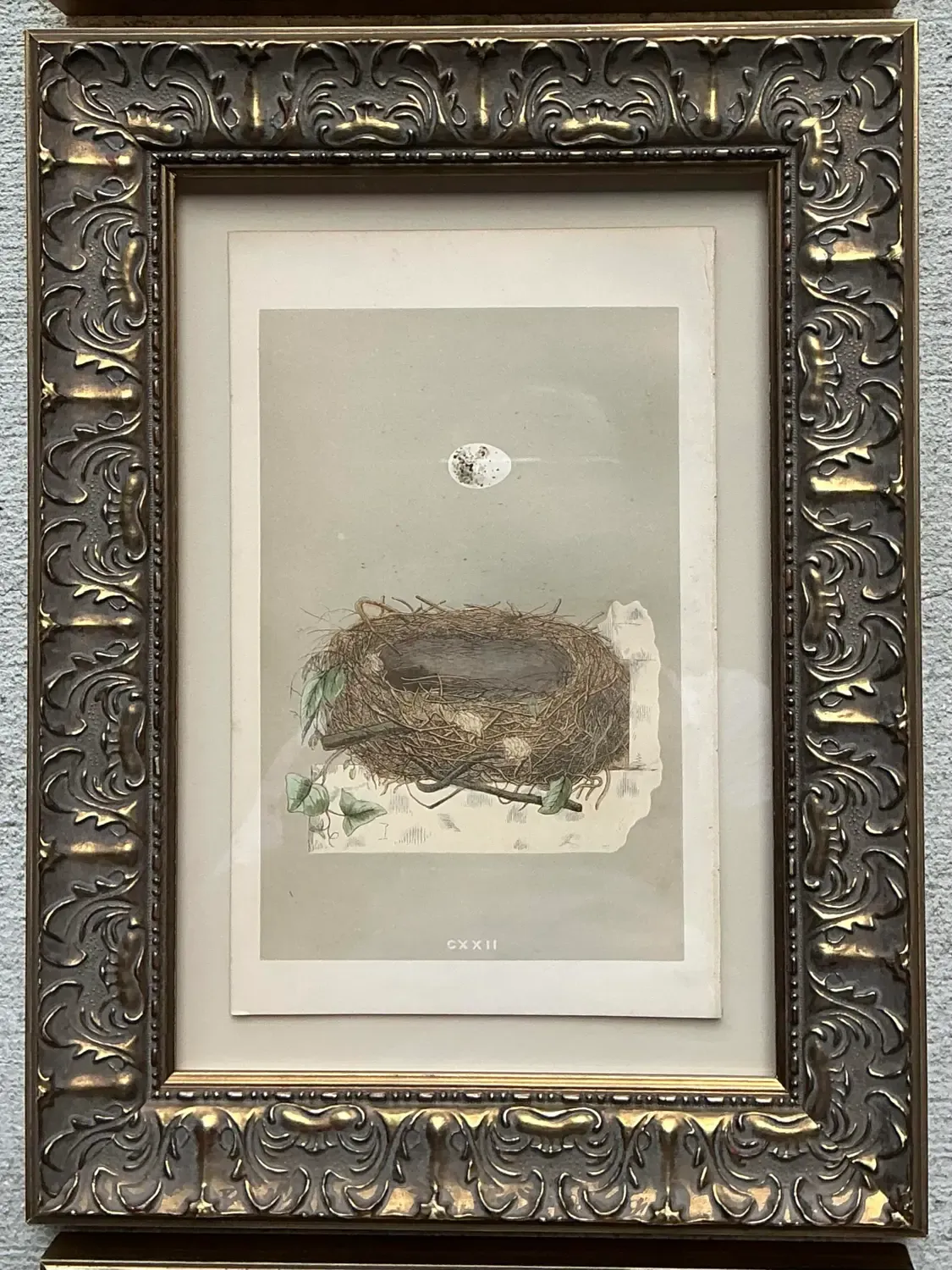 Vintage Book Prints of Eggs - Set of 3 — additional photo 3