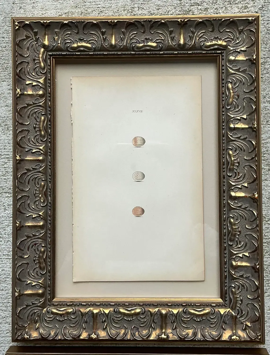 Vintage Book Prints of Eggs - Set of 3 — additional photo 7