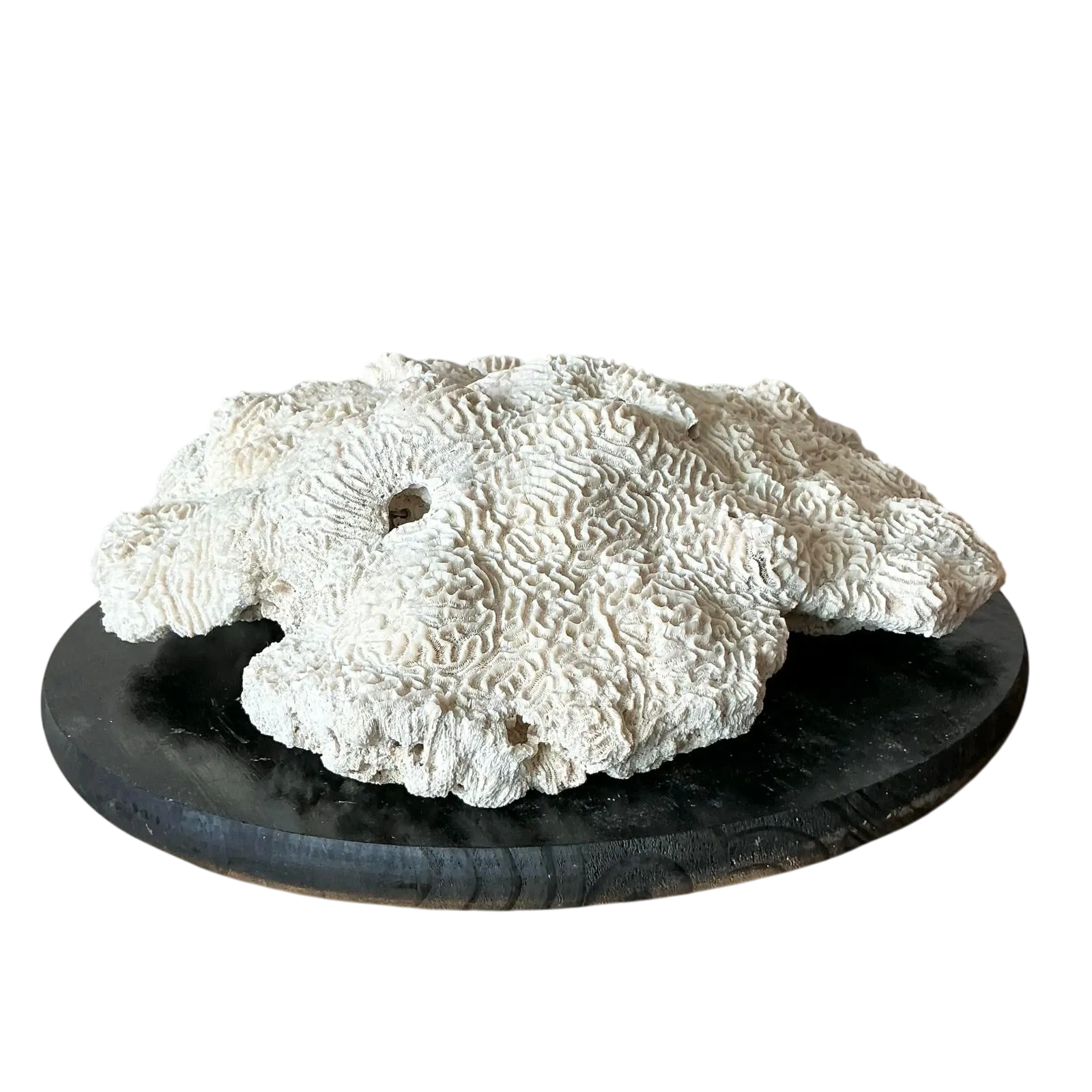 Vintage Coastal Brain Coral — additional photo 1