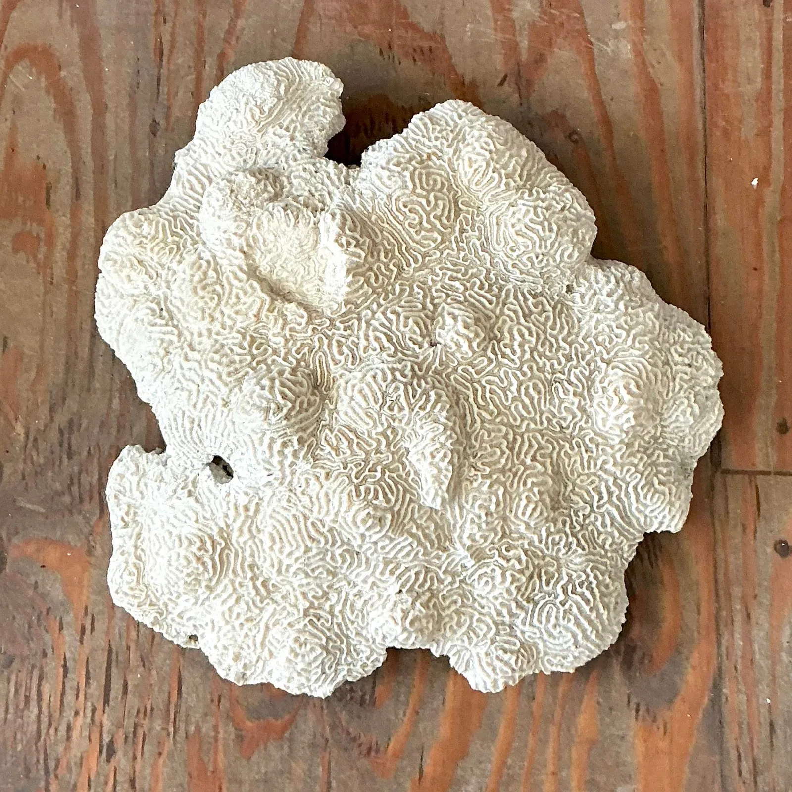 Vintage Coastal Brain Coral — additional photo 2