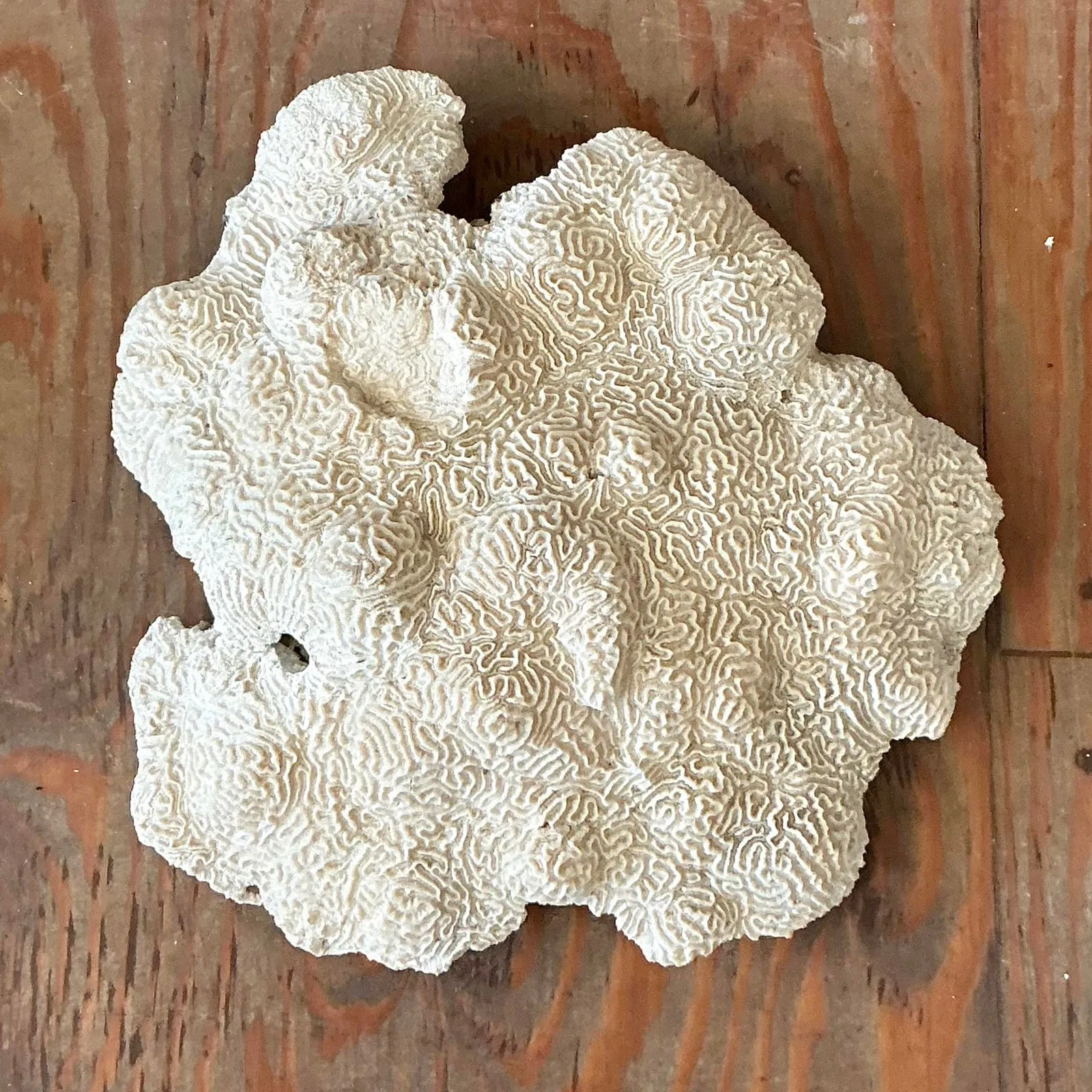Vintage Coastal Brain Coral — additional photo 4