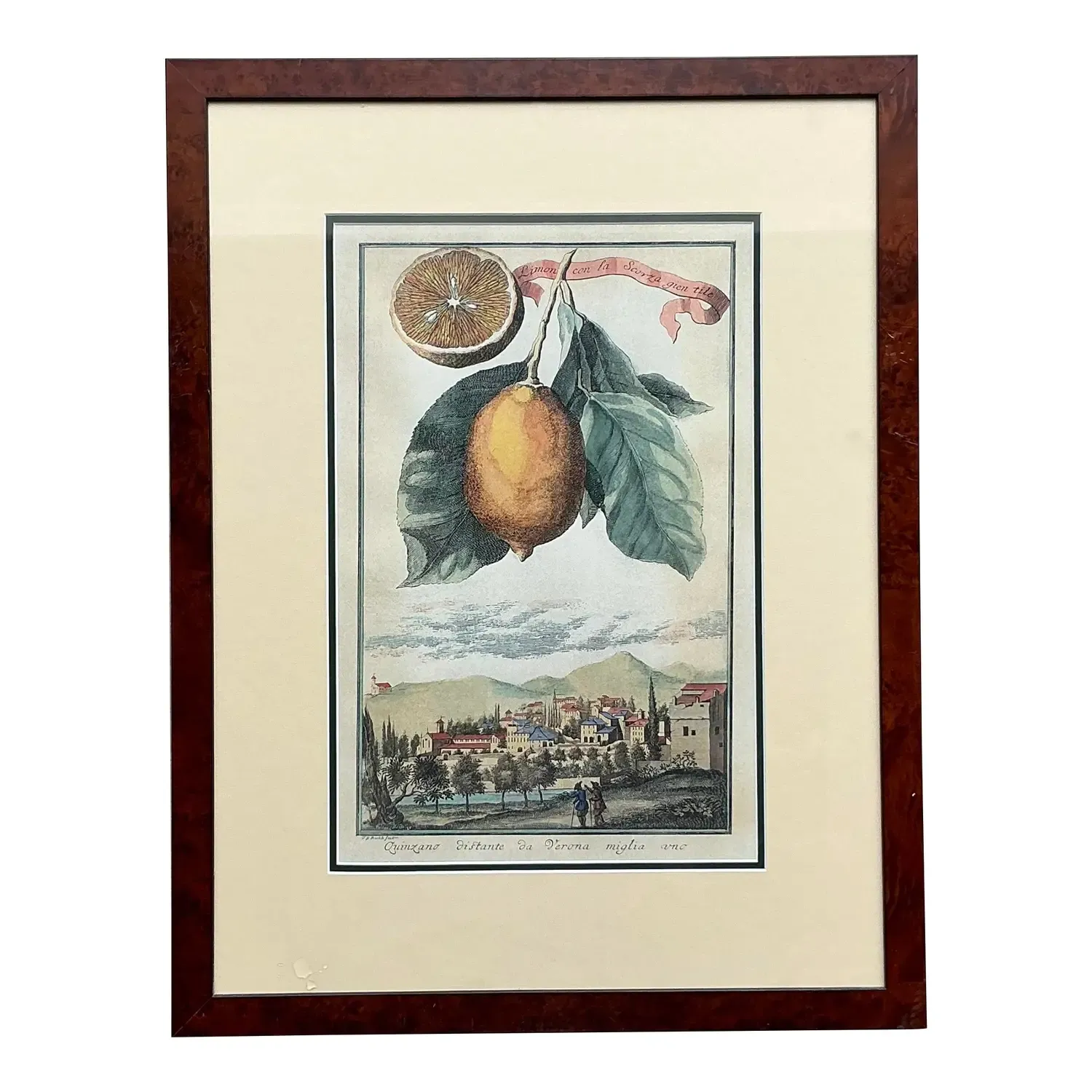 Vintage Coastal Lemon Engraving