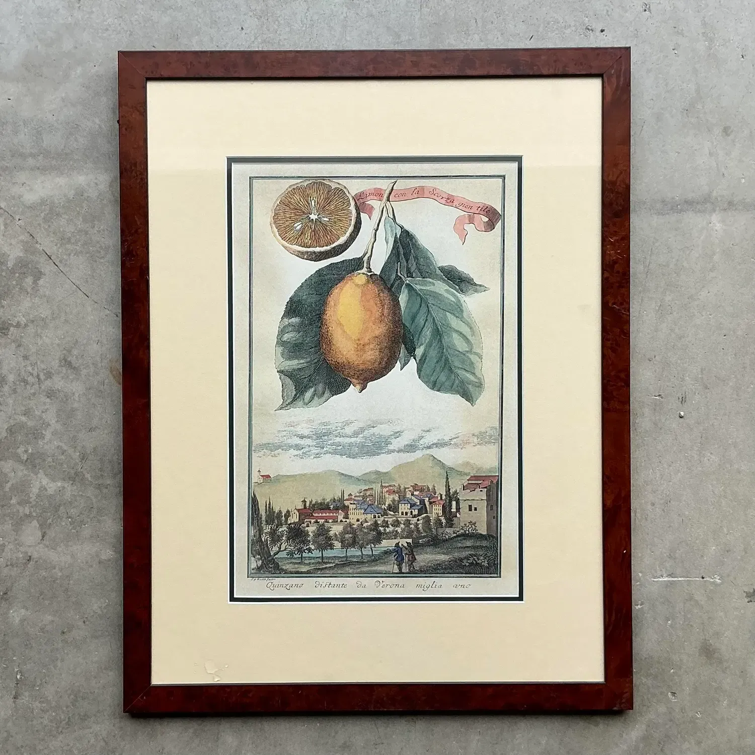 Vintage Coastal Lemon Engraving — additional photo 3