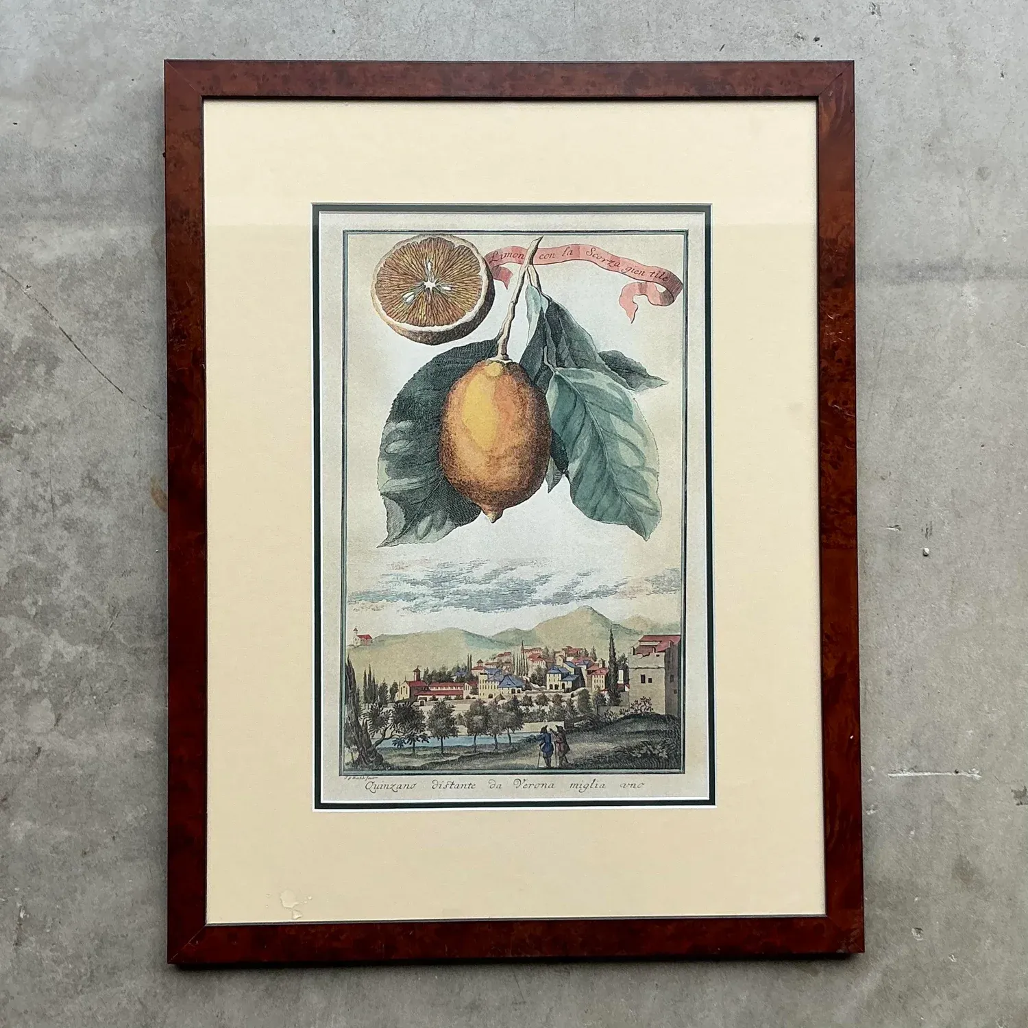 Vintage Coastal Lemon Engraving — additional photo 7
