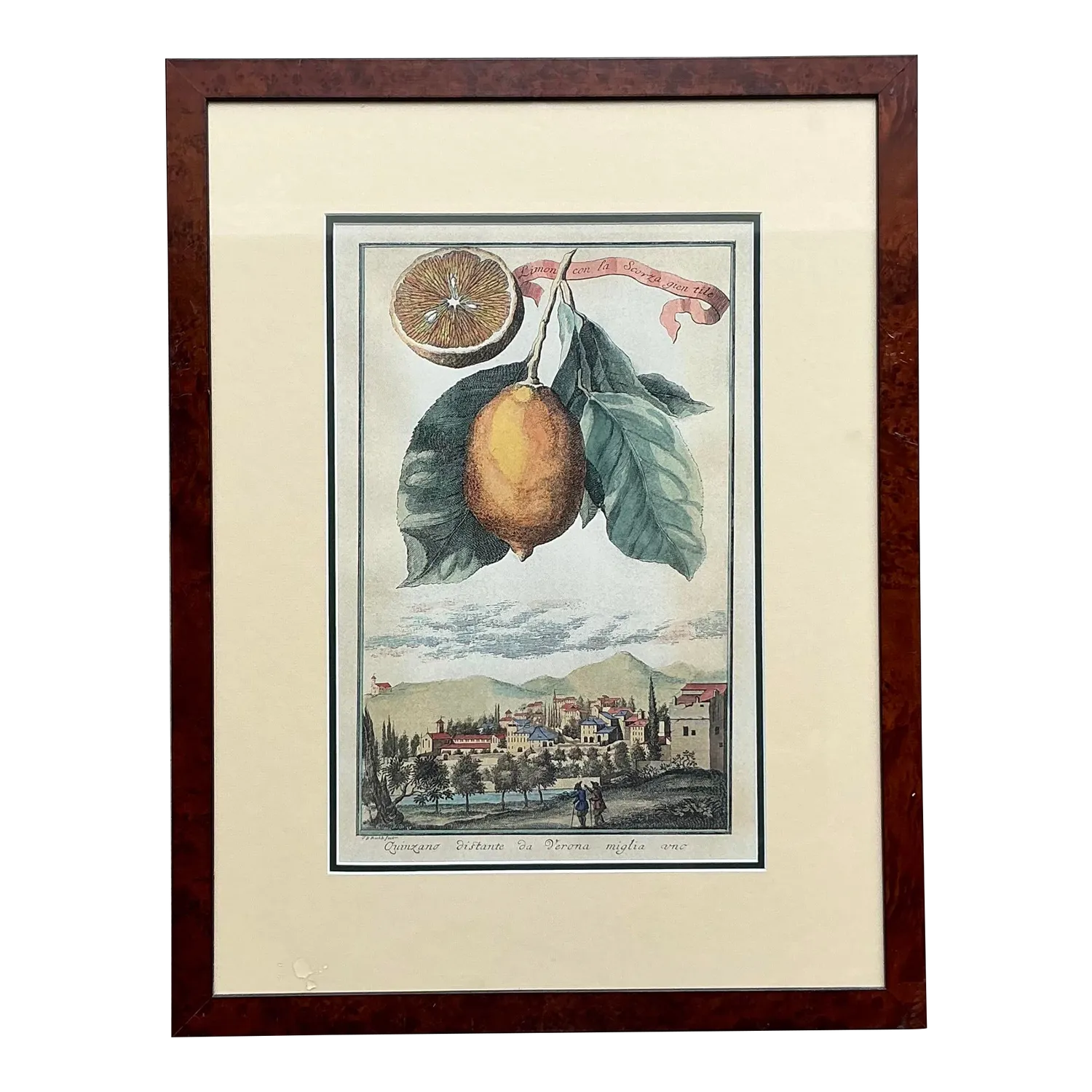 Vintage Coastal Lemon Engraving — additional photo 8
