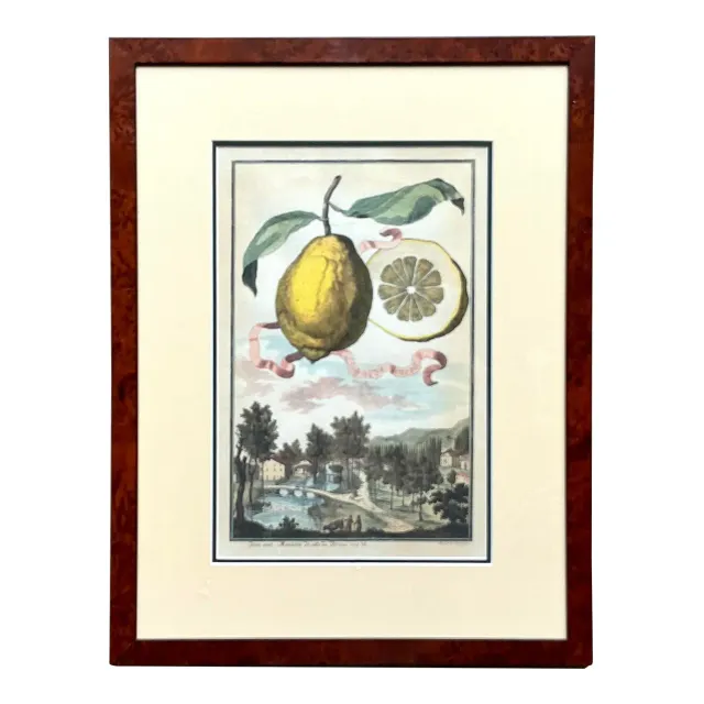 Vintage Coastal Lemon Engraving on Paper — additional photo 1