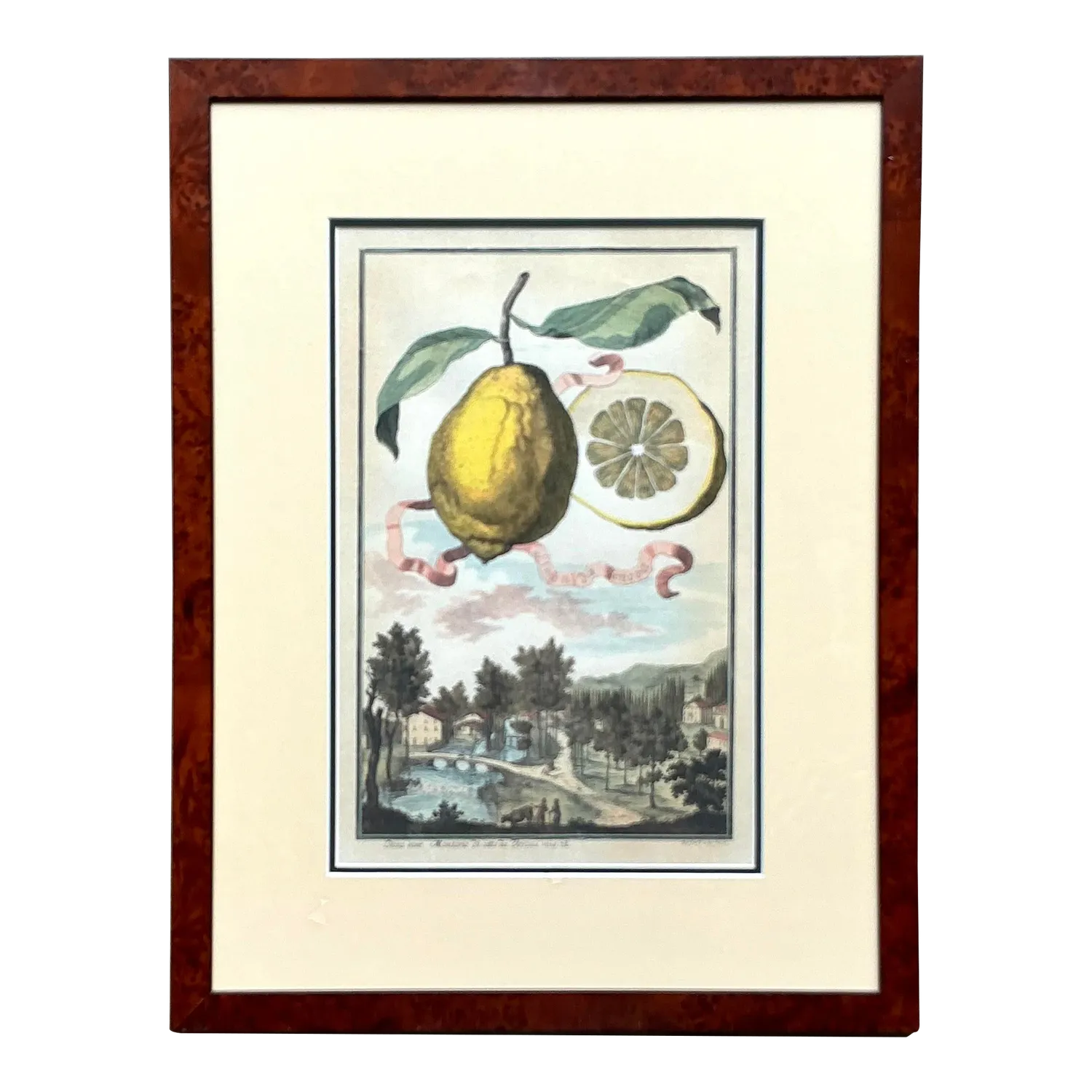 Vintage Coastal Lemon Engraving on Paper — additional photo 2