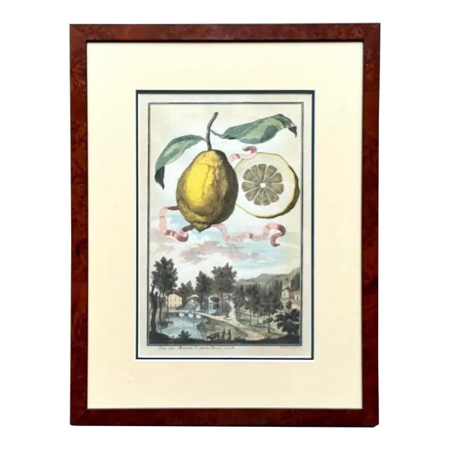 Vintage Coastal Lemon Engraving on Paper — additional photo 2