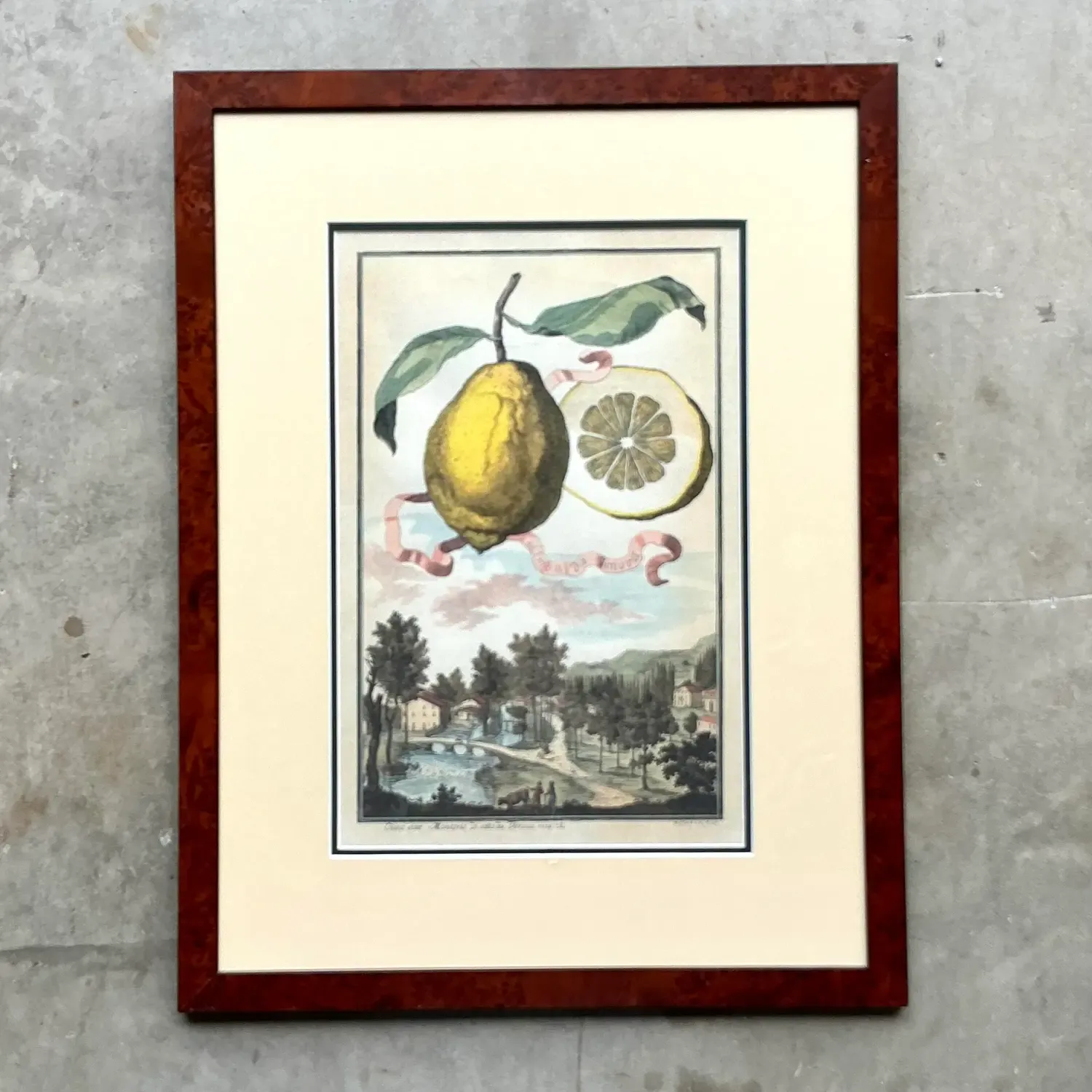 Vintage Coastal Lemon Engraving on Paper — additional photo 3