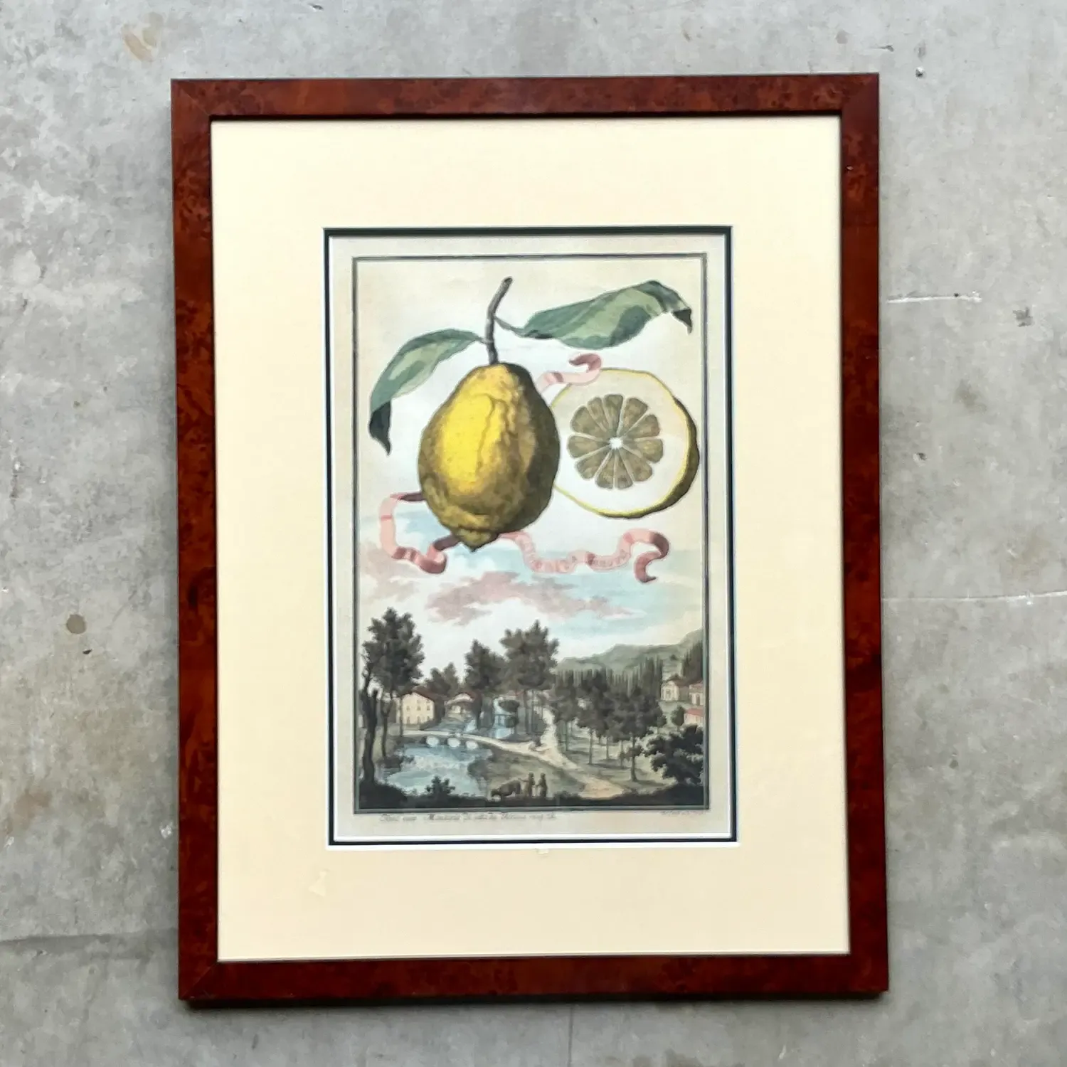 Vintage Coastal Lemon Engraving on Paper — additional photo 4