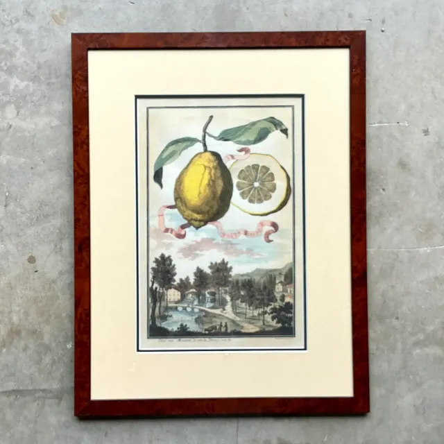 Vintage Coastal Lemon Engraving on Paper — additional photo 4