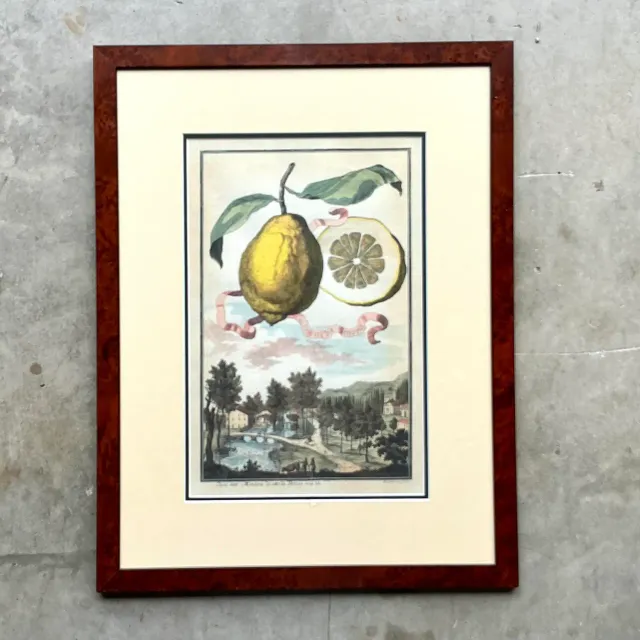 Vintage Coastal Lemon Engraving on Paper — additional photo 5