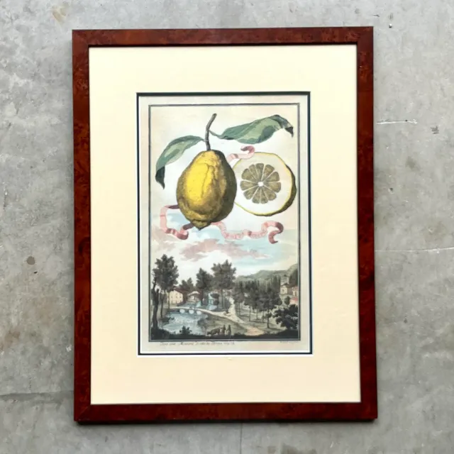 Vintage Coastal Lemon Engraving on Paper — additional photo 6