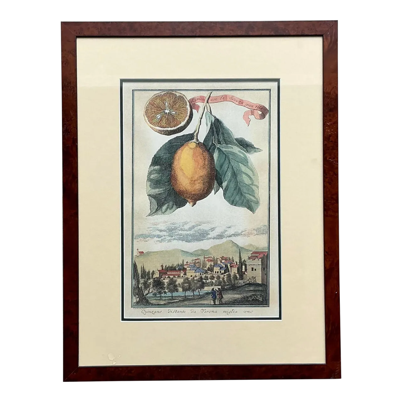 Vintage Coastal Lemon Engraving on Paper - Paper, 21.25W x 28H