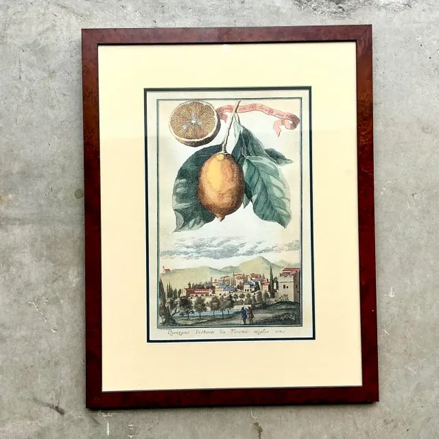 Vintage Coastal Lemon Engraving on Paper - Paper, 21.25W x 28H — additional photo 1