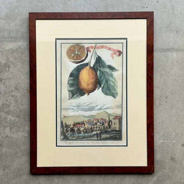 Vintage Coastal Lemon Engraving on Paper - Paper, 21.25W x 28H — additional photo 2