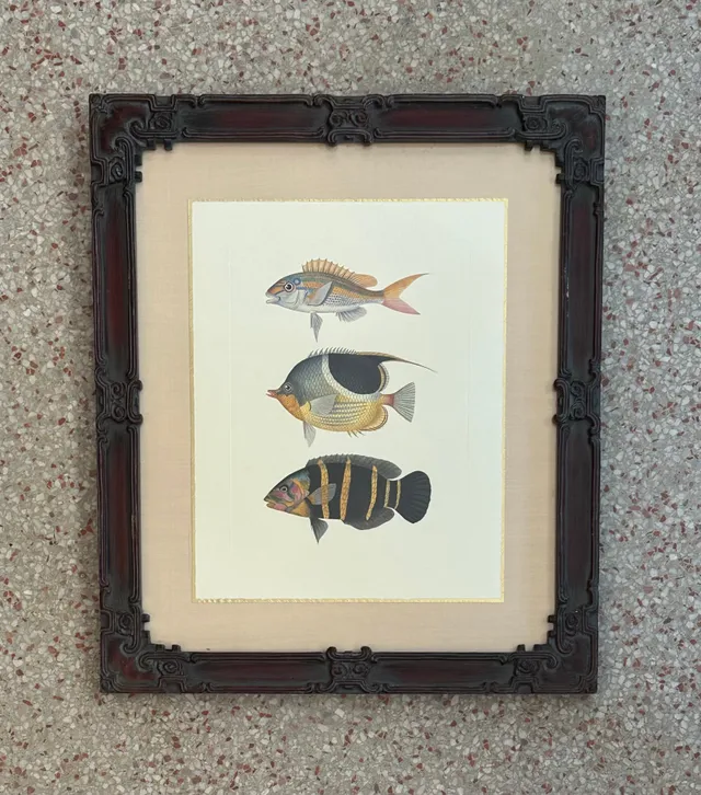 Vintage Coastal Print of Fish- a Pair — additional photo 7