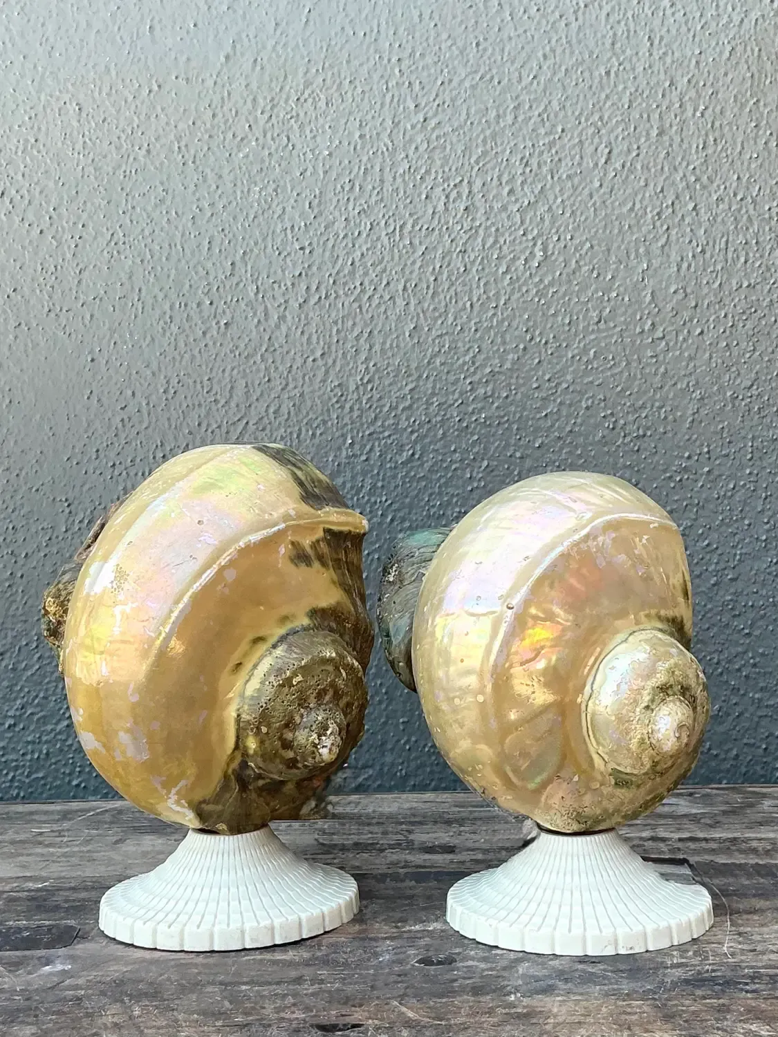 Vintage Deco Nautilus Shell Lamps - A Pair — additional photo 5