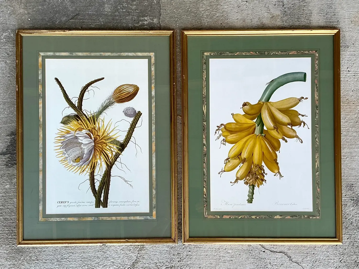 Vintage Ehret Botanical Prints - Set of 2 — additional photo 1