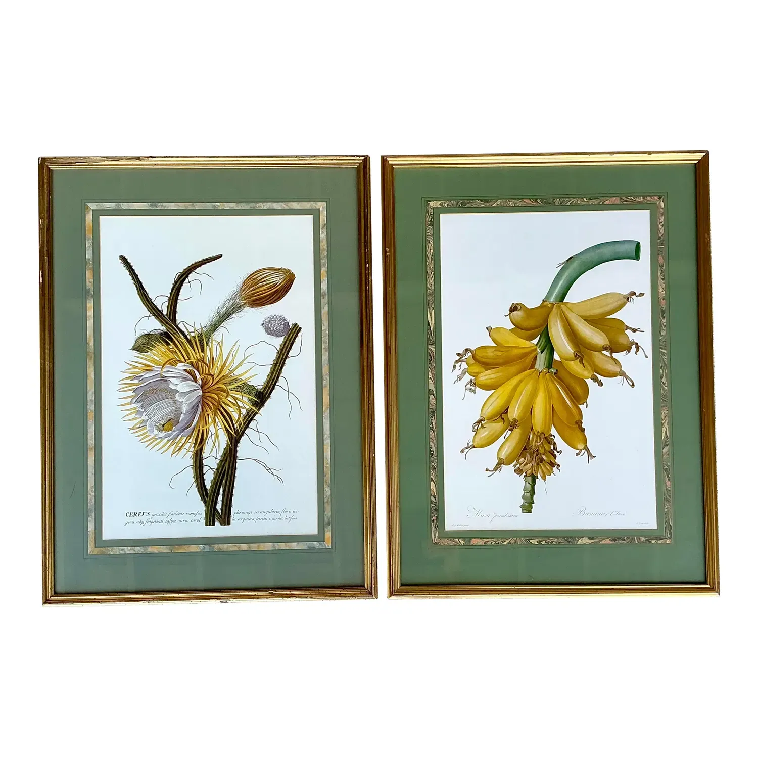 Vintage Ehret Botanical Prints - Set of 2