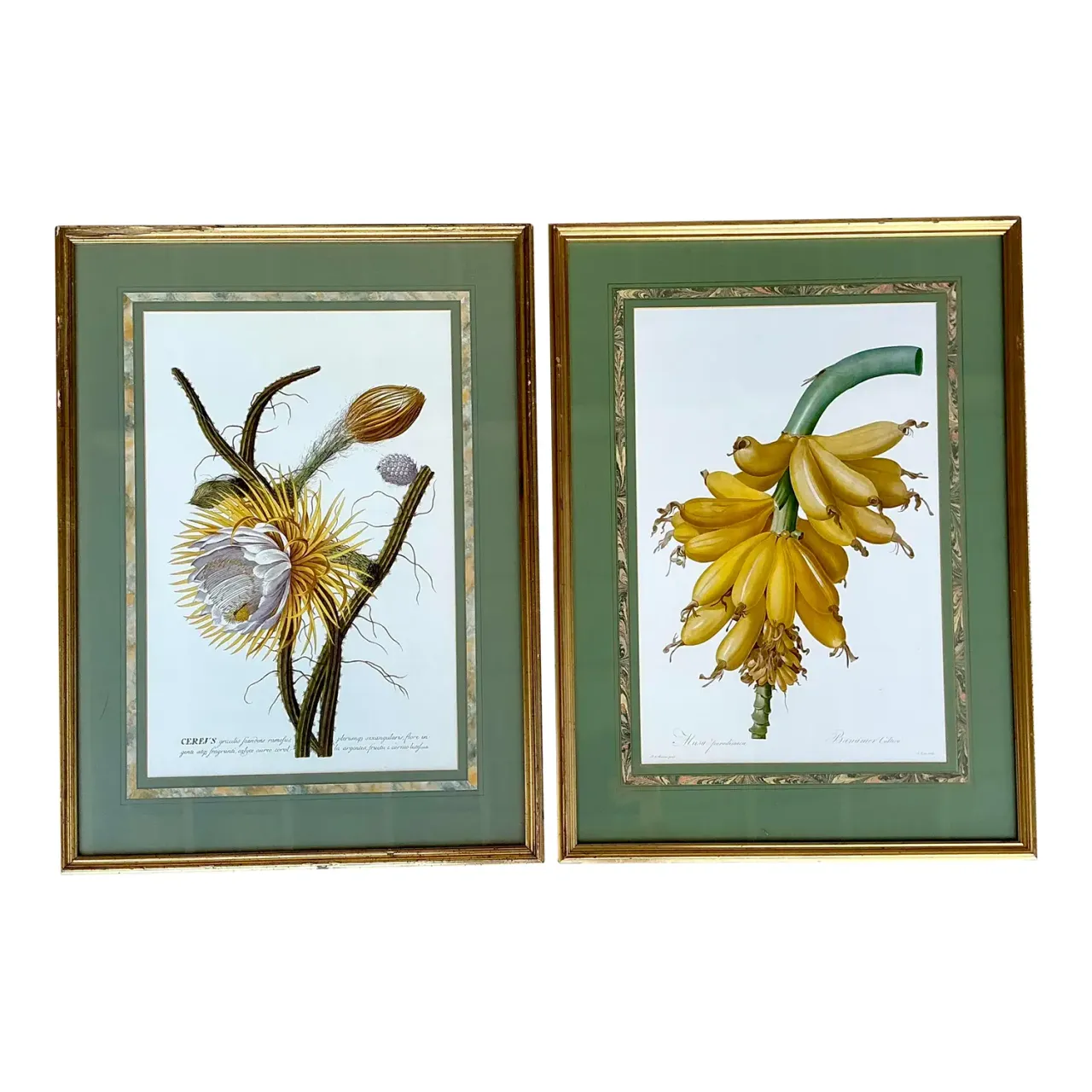 Vintage Ehret Botanical Prints - Set of 2