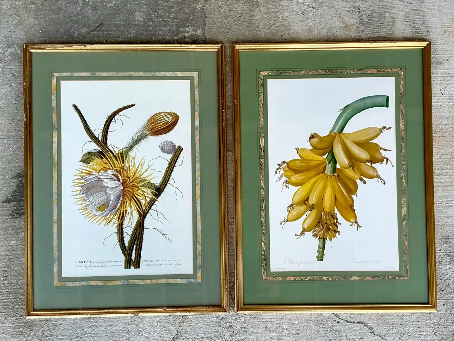 Vintage Ehret Botanical Prints - Set of 2 — additional photo 7