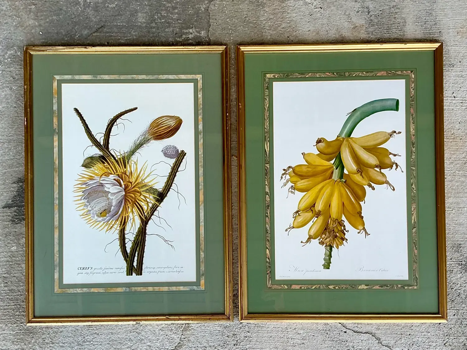 Vintage Ehret Botanical Prints - Set of 2 — additional photo 6