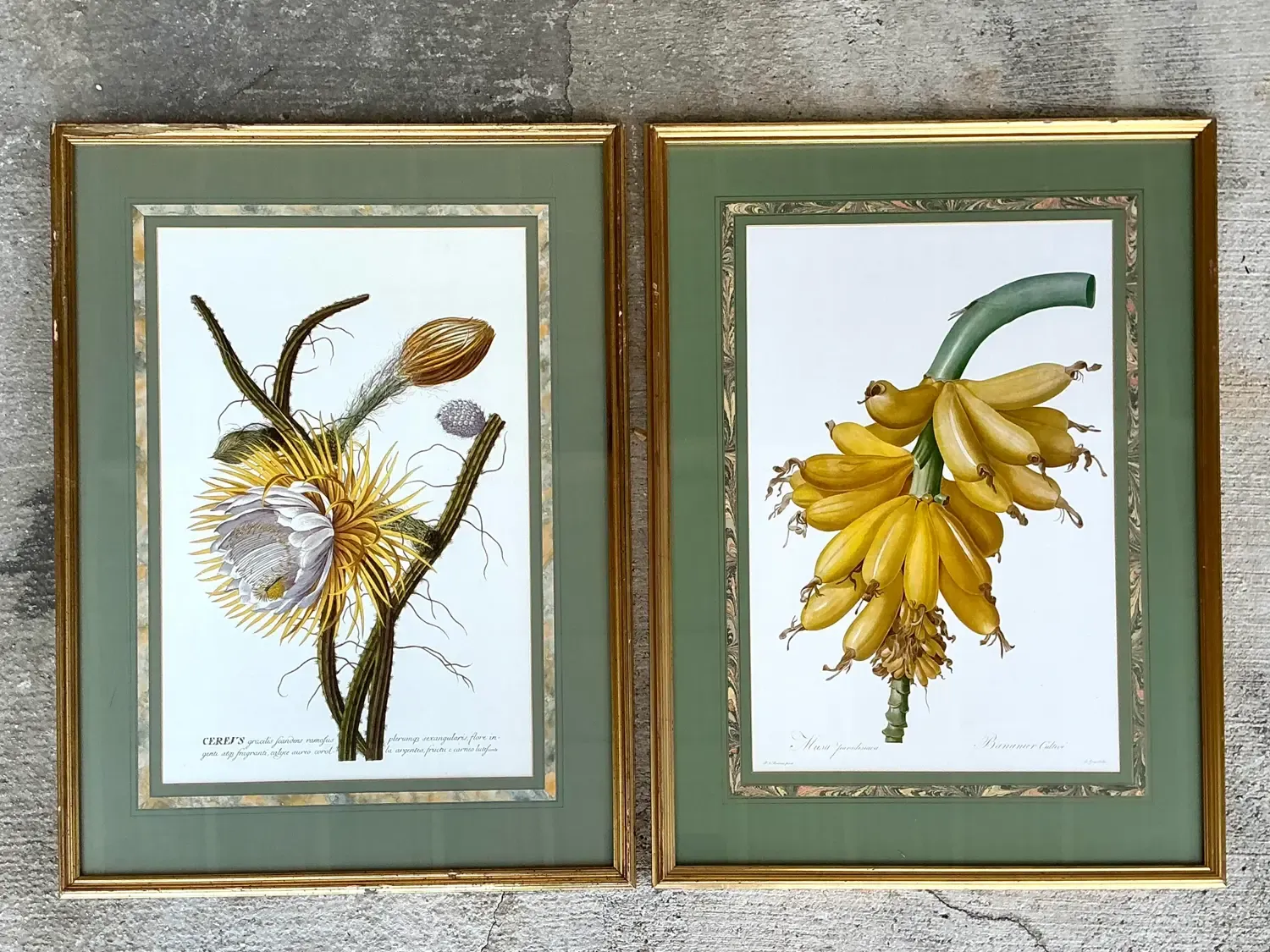 Vintage Ehret Botanical Prints - Set of 2 — additional photo 4