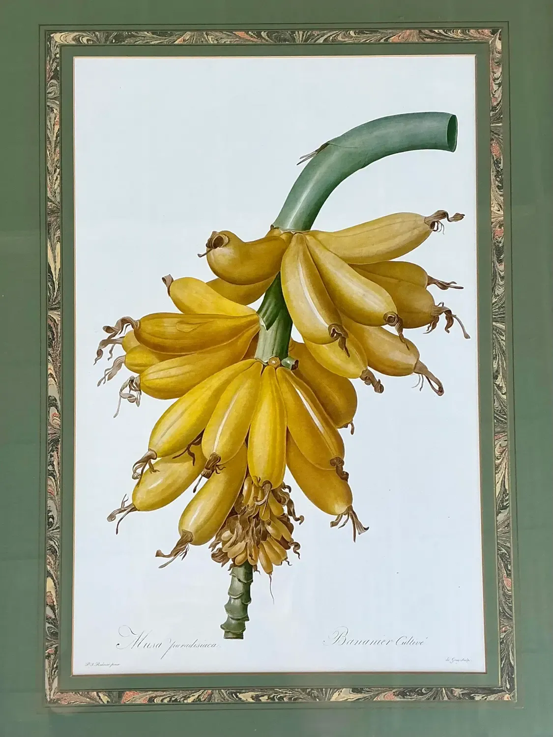 Vintage Ehret Botanical Prints - Set of 2 — additional photo 3
