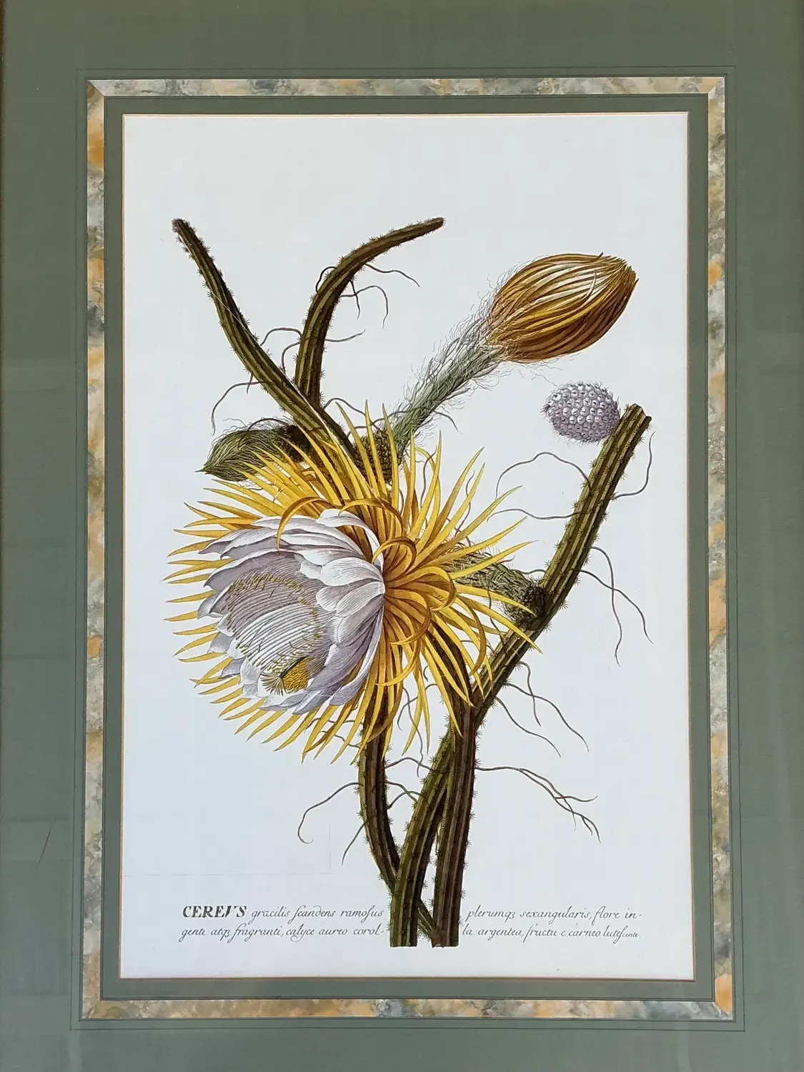 Vintage Ehret Botanical Prints - Set of 2 — additional photo 2