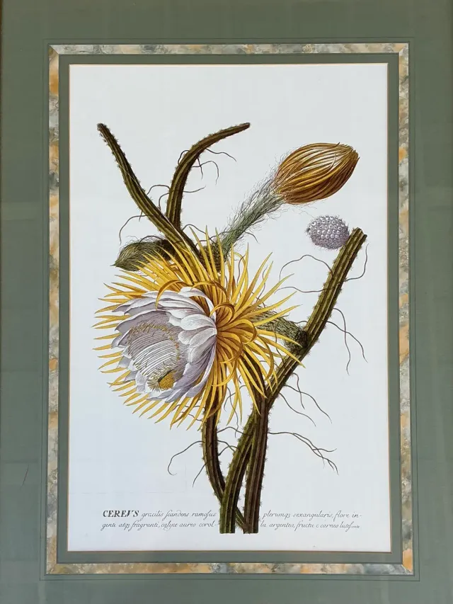 Vintage Ehret Botanical Prints - Set of 2 — additional photo 2