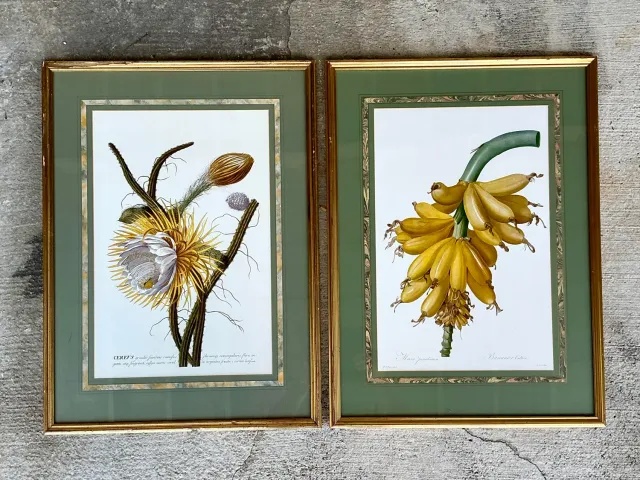 Vintage Ehret Botanical Prints - Set of 2 — additional photo 5