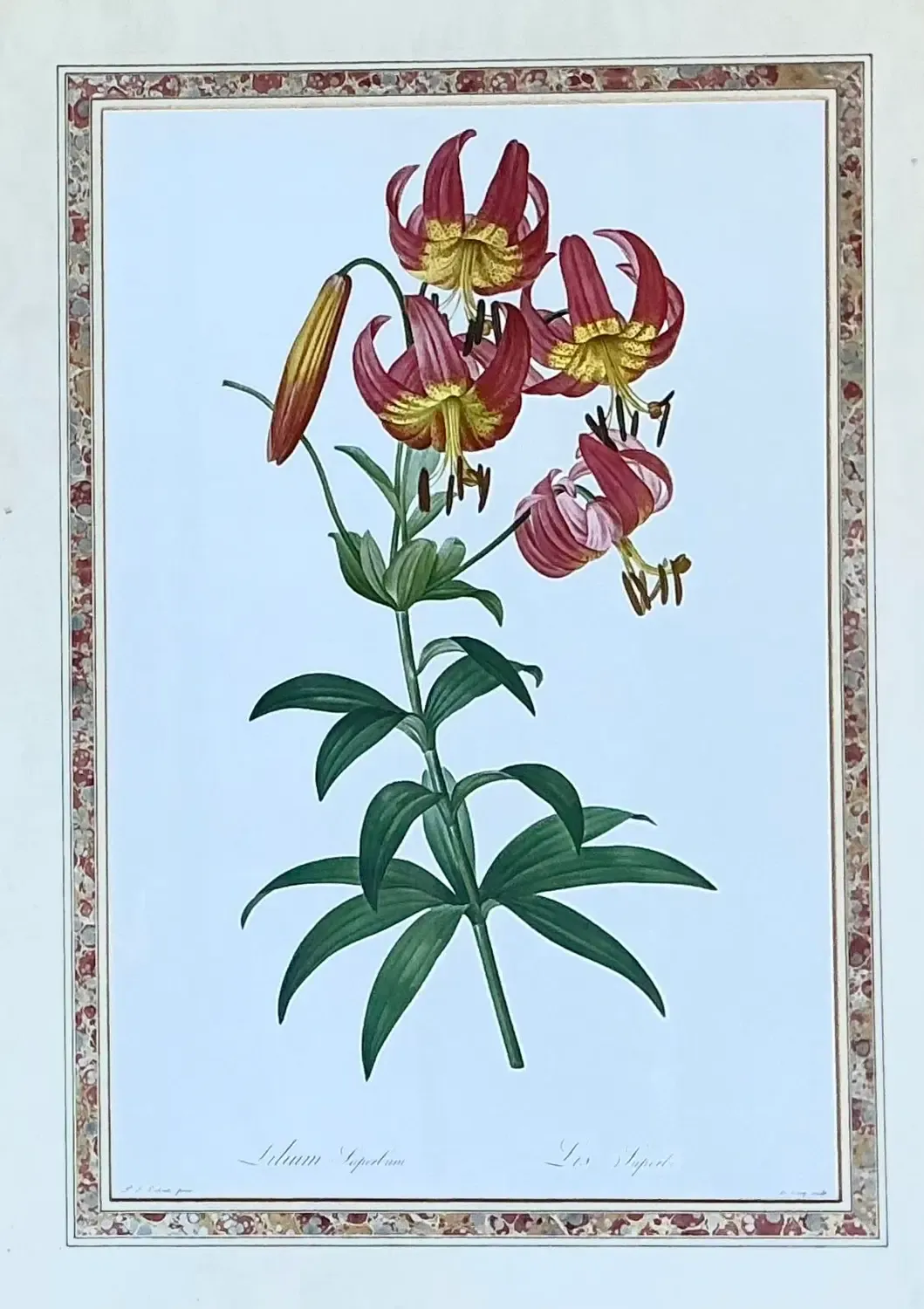 Vintage Ehret Botanical Prints - Set of 2 - Glass, 21W x 28.5H — additional photo 2