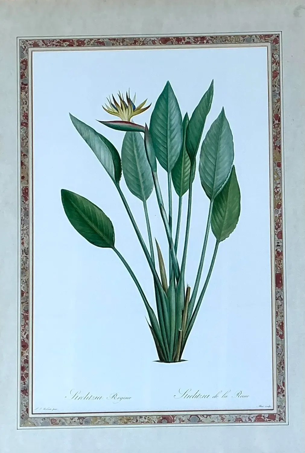 Vintage Ehret Botanical Prints - Set of 2 - Glass, 21W x 28.5H — additional photo 3