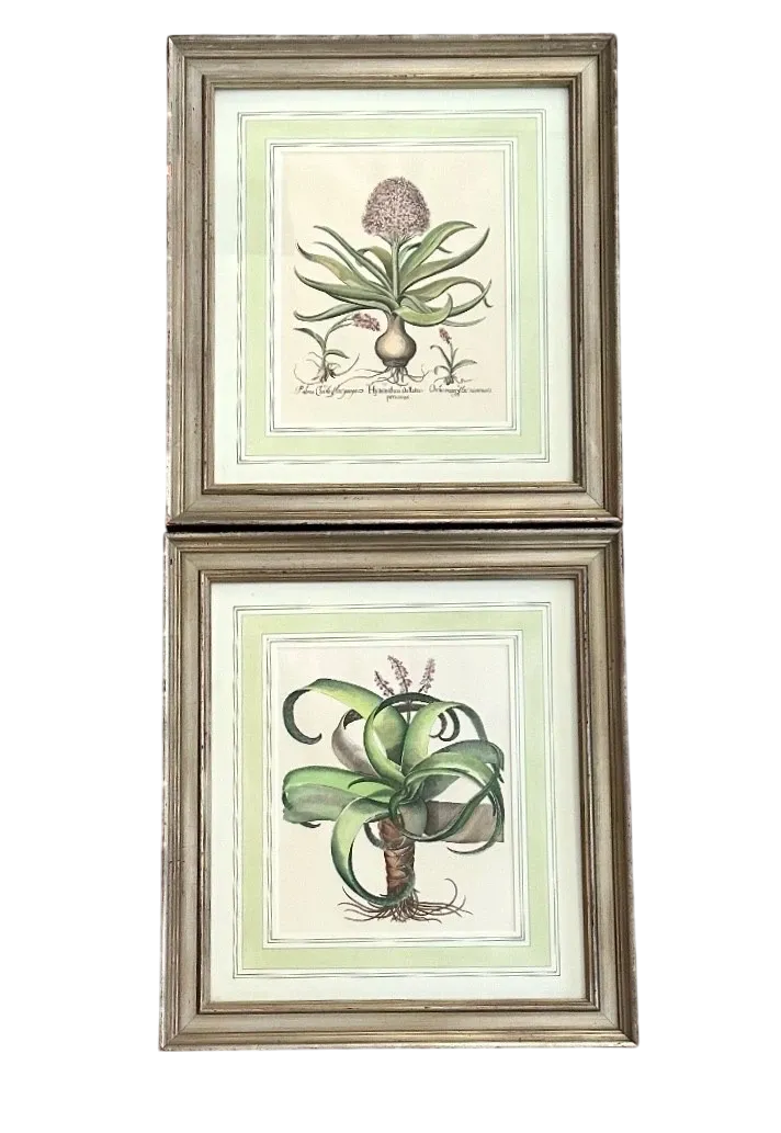Vintage Framed Besler Botanical Prints - a Pair — additional photo 2