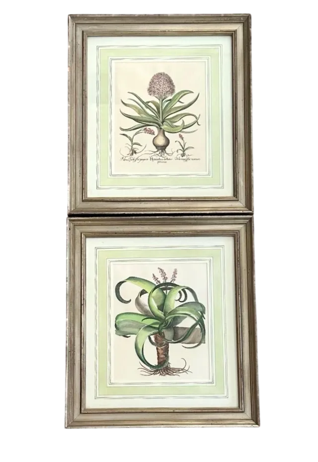 Vintage Framed Besler Botanical Prints - a Pair — additional photo 2