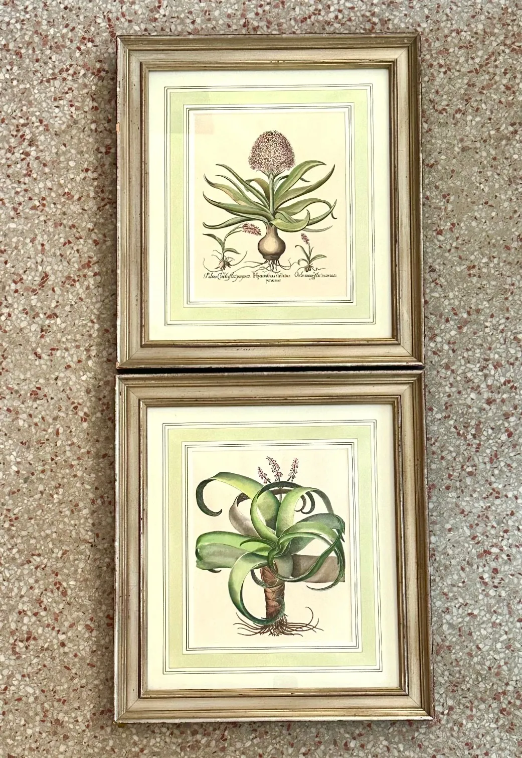 Vintage Framed Besler Botanical Prints - a Pair — additional photo 3